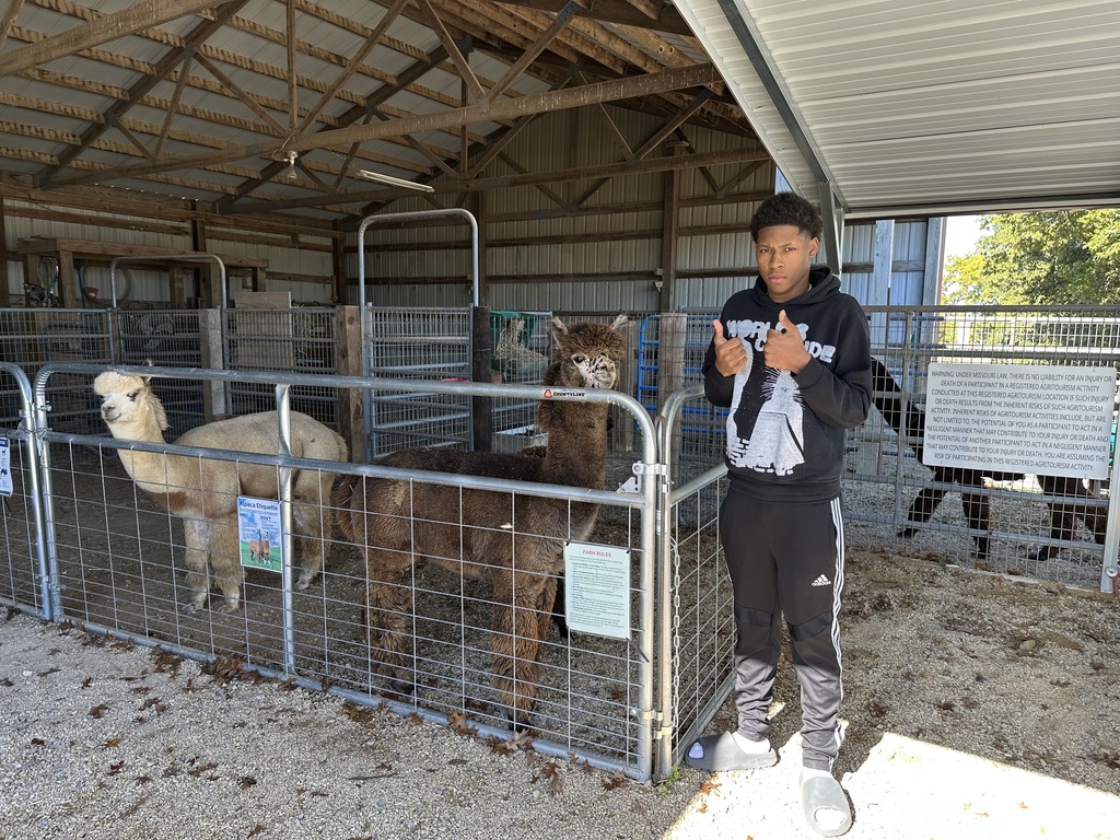 A student visits with alpacas