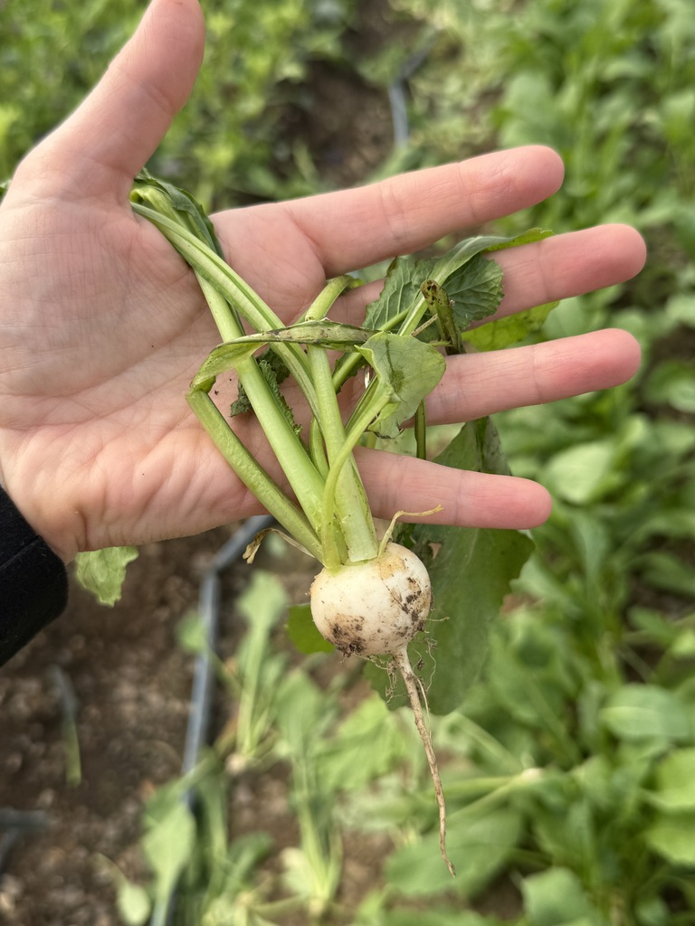 Japanese Salad Turnip - Southside Farms