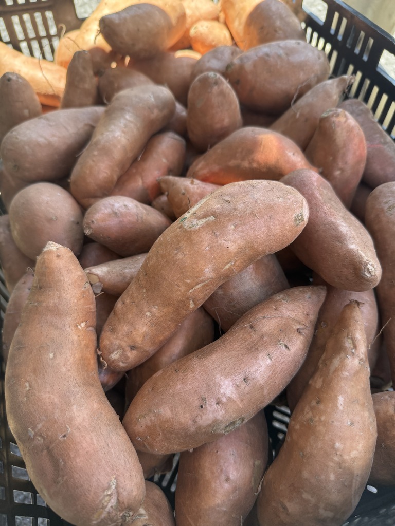Sweet Potatoes - Menard Farms