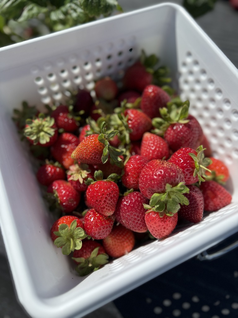 Fresh Strawberries - Apple Ridge Orchard
