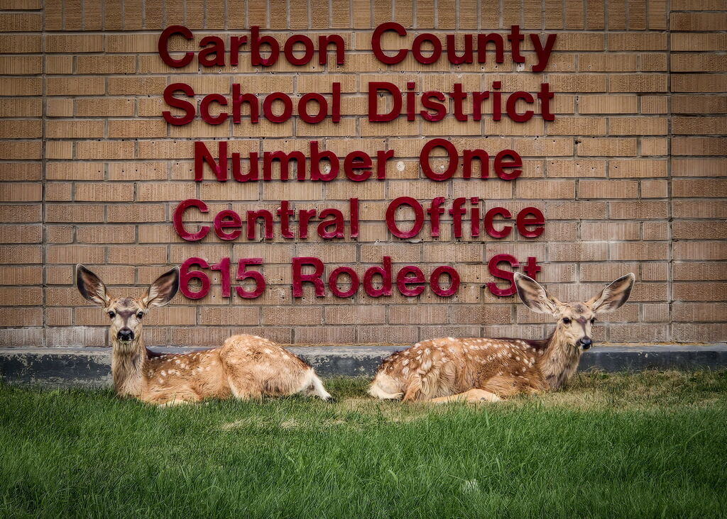 Carbon County School District Number one sign with two Deers