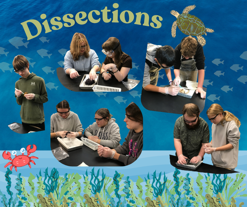 A photo collage titled "Dissections" set against a blue ocean background. Six photos show students wearing safety goggles and gloves working in pairs to dissect marine specimens in metal trays. Decorative illustrations include a sea turtle at the top and a red crab with seaweed at the bottom.