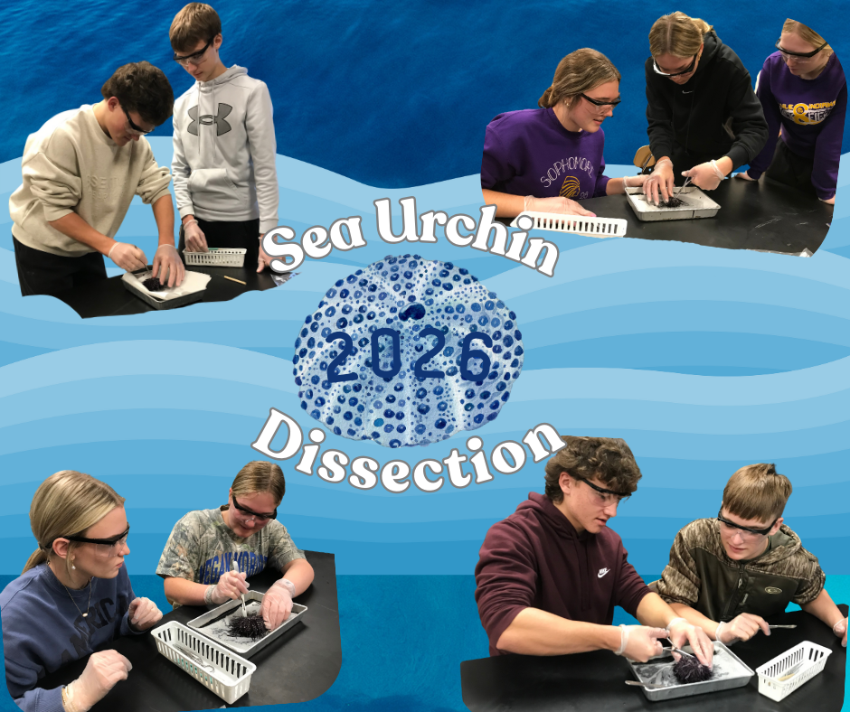 A photo collage titled "Dissections" set against a blue ocean background. Six photos show students wearing safety goggles and gloves working in pairs to dissect marine specimens in metal trays. Decorative illustrations include a sea turtle at the top and a red crab with seaweed at the bottom.