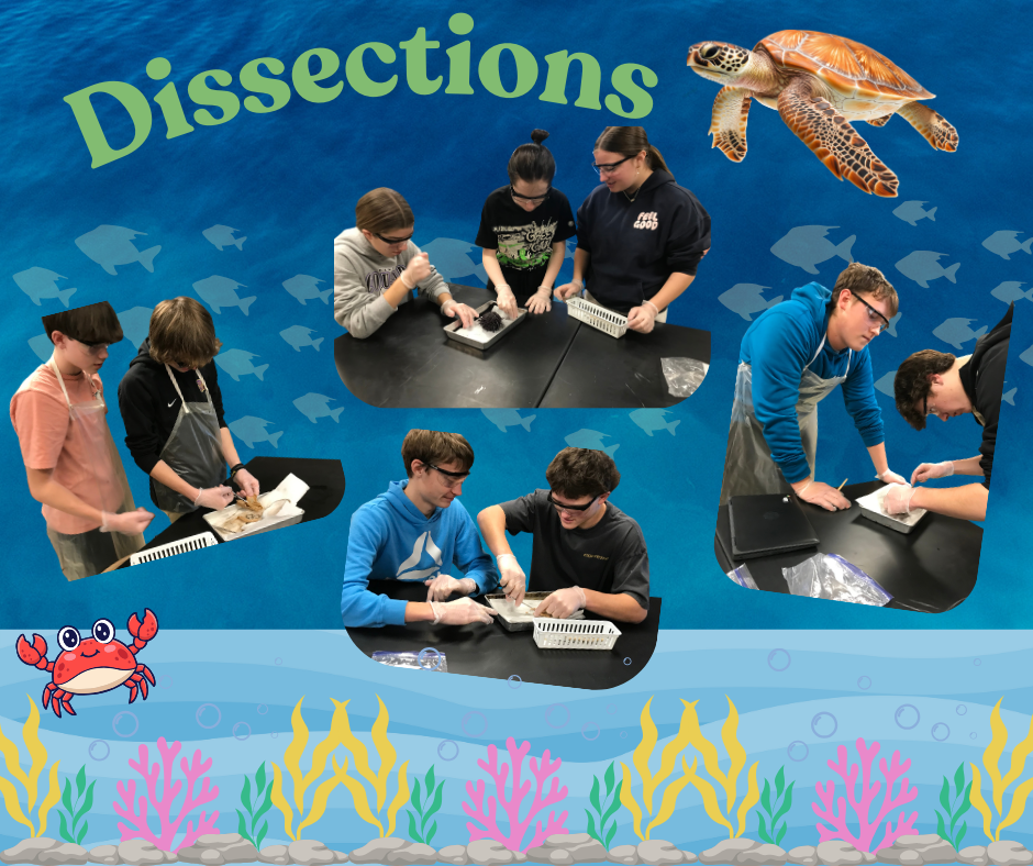 A photo collage titled "Dissections" set against a blue ocean background. Six photos show students wearing safety goggles and gloves working in pairs to dissect marine specimens in metal trays. Decorative illustrations include a sea turtle at the top and a red crab with seaweed at the bottom.