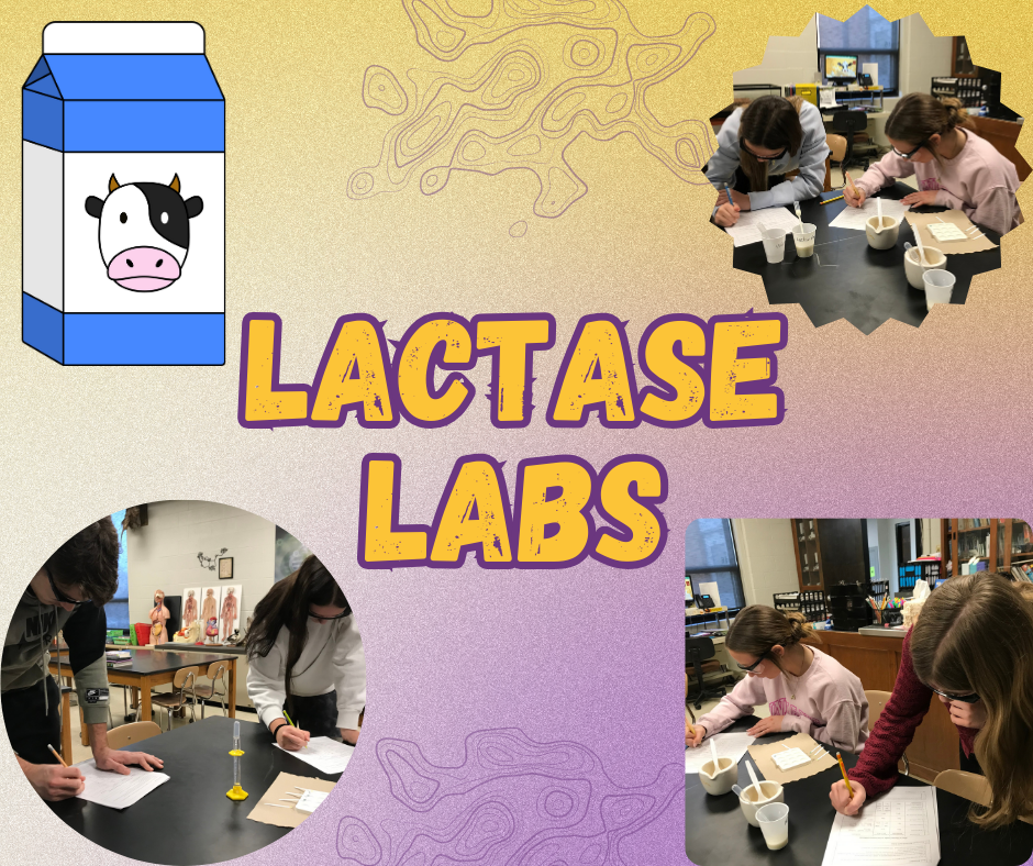 Colorful poster titled ‘Lactase Labs.’ In the center, large yellow and purple text reads ‘LACTASE LABS.’ On the left is a cartoon milk carton with a cow illustration. Around the title are photos of students in a science classroom performing a lab activity, measuring liquids in cups, writing on worksheets, and working at lab tables. The background is a textured gradient with abstract shapes.