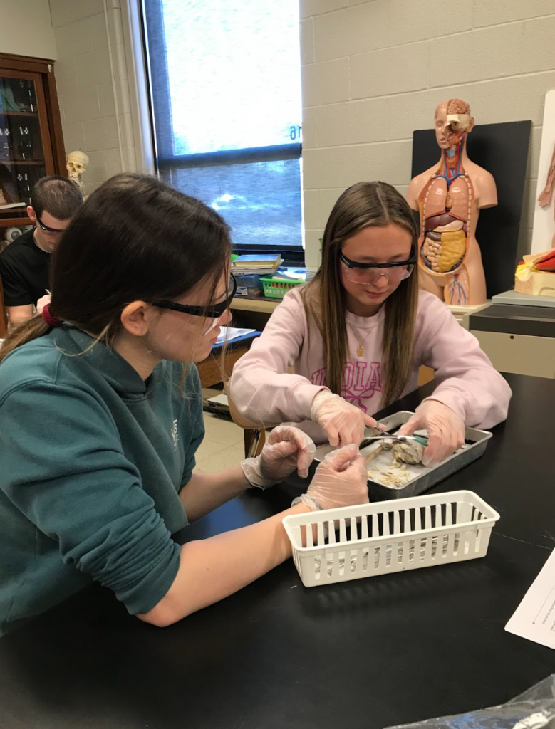 students work on dissection