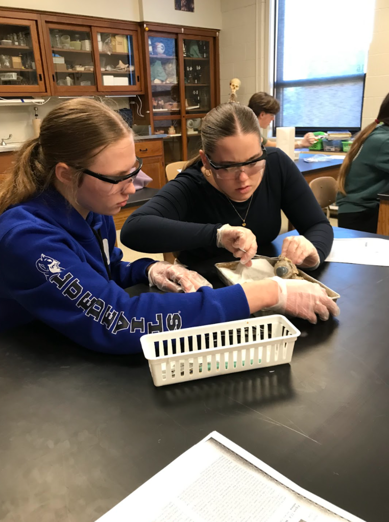 students work on dissection
