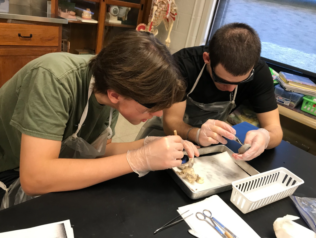 students work on dissection