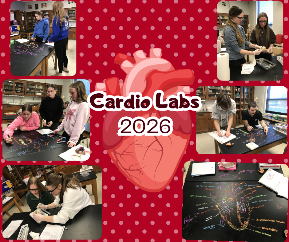A graphic with a red background with white polka dots. Six images of students working on the lab appear around a real looking heart sticker. The words in the center of the page reads “Cardio Labs 2026”