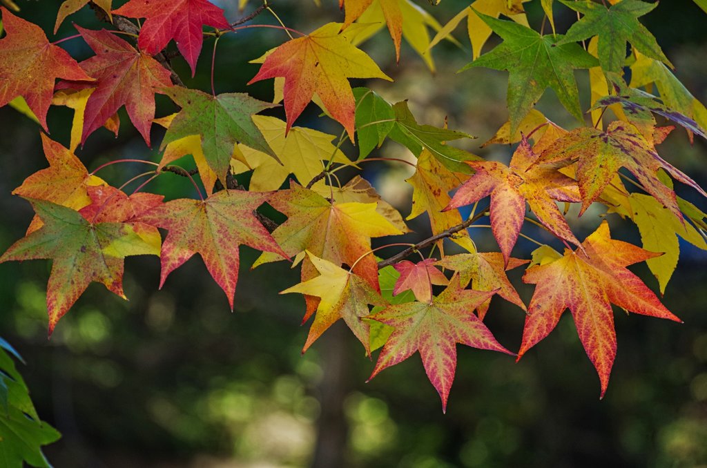 leaves
