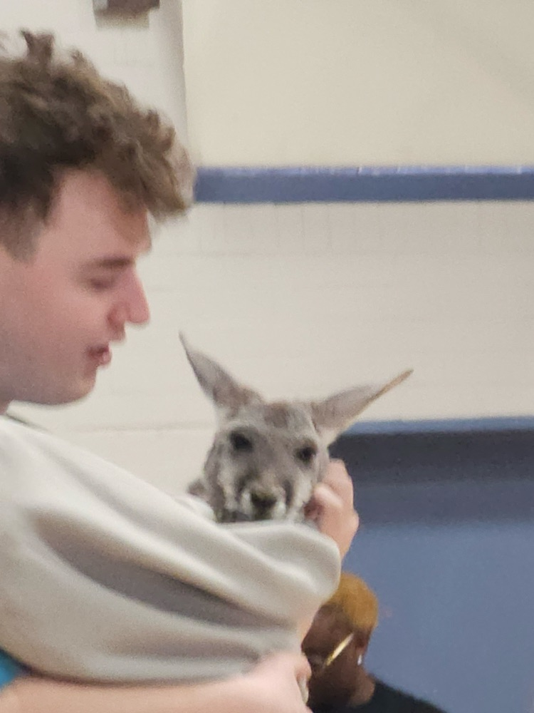 man and kangaroo