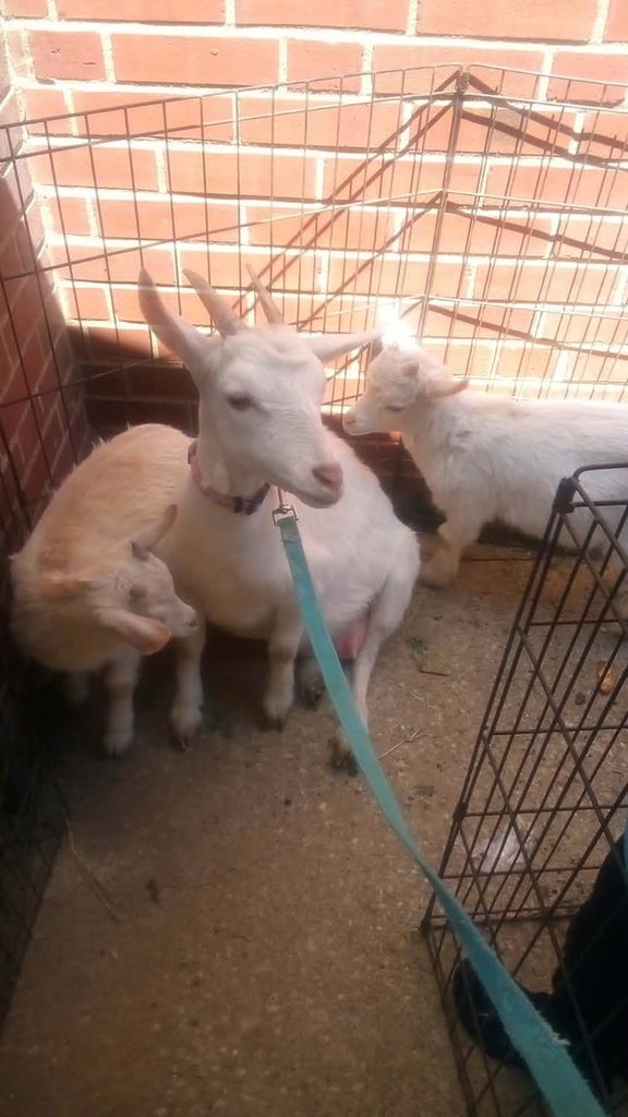 goats