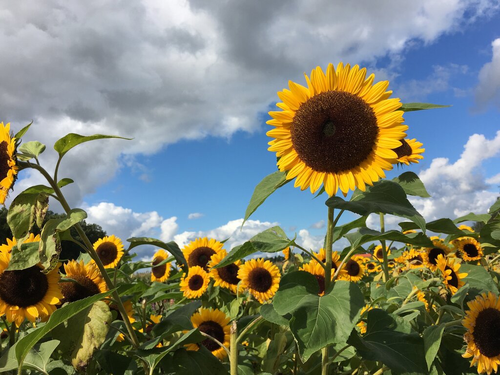 summer