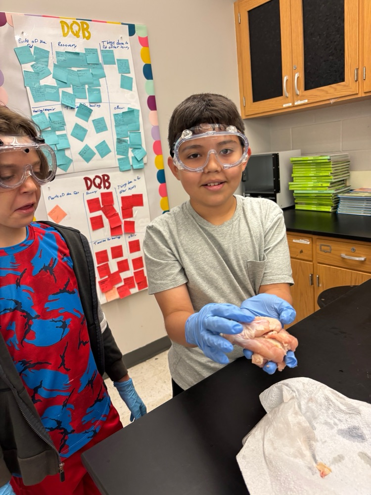 chicken dissection