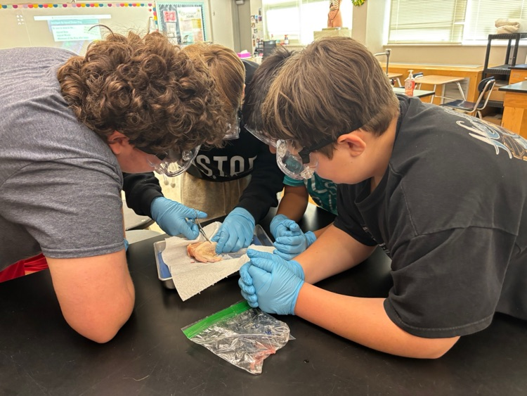 chicken dissection