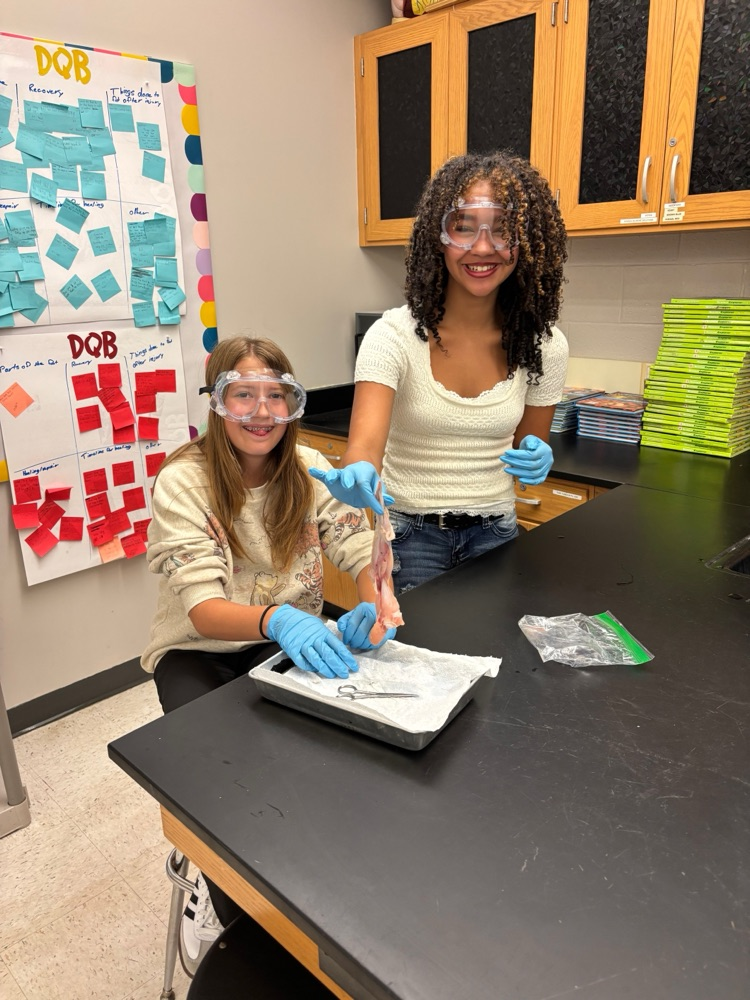 chicken dissection