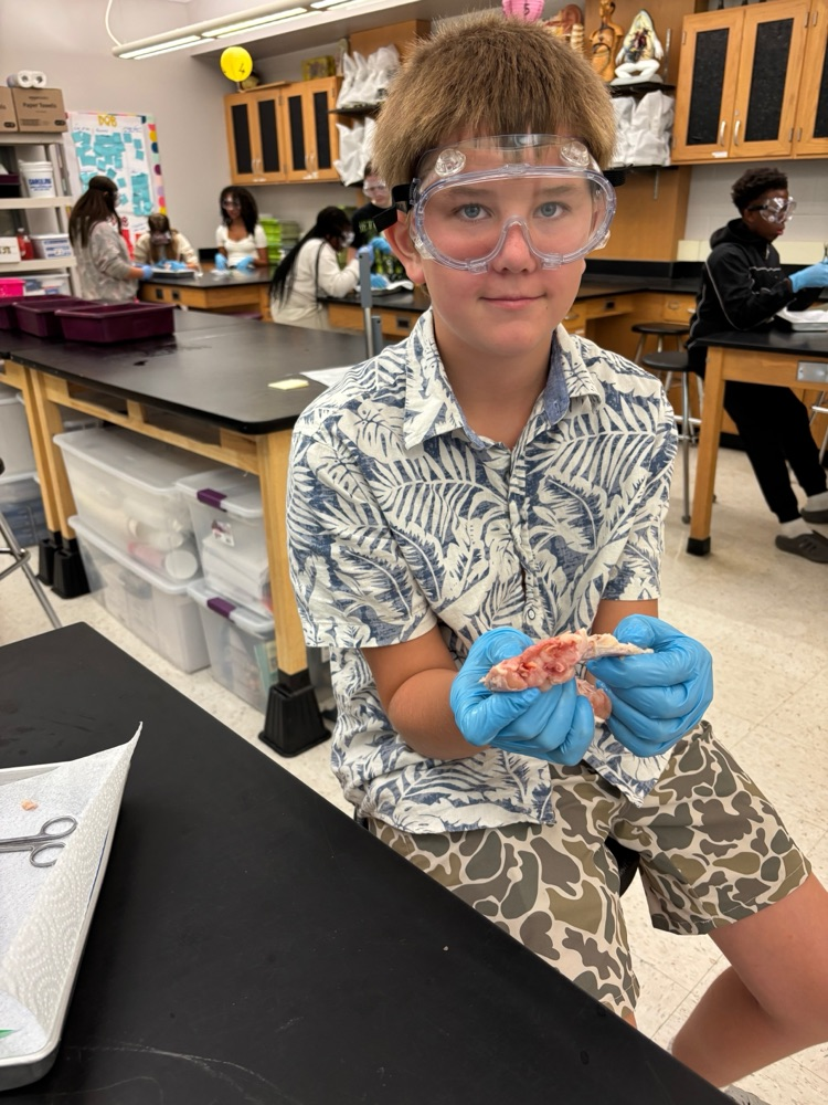 chicken dissection