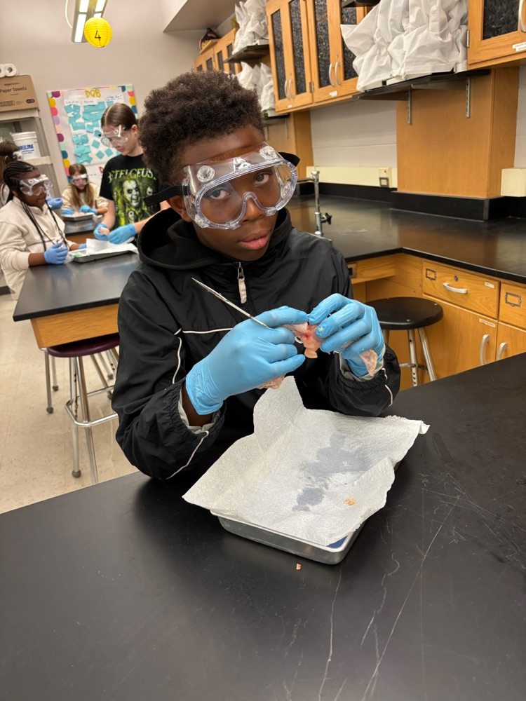 chicken dissection