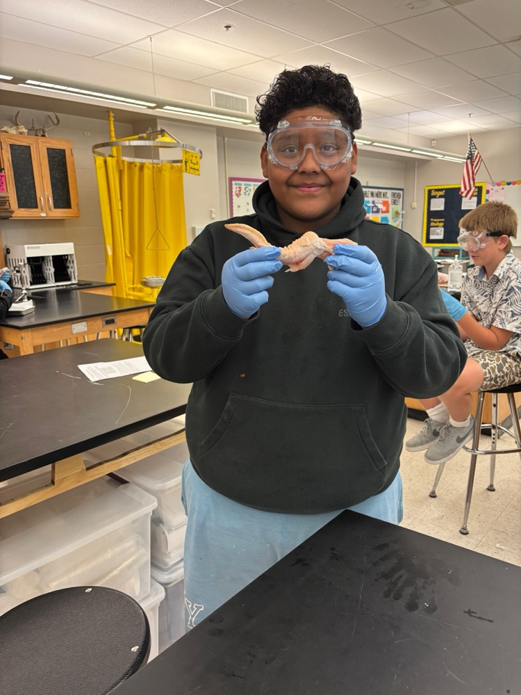 chicken dissection
