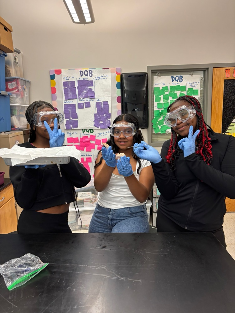 chicken dissection