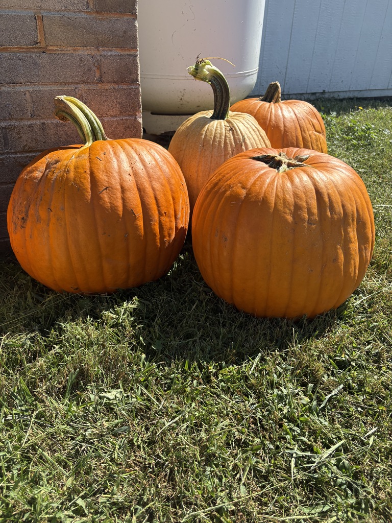 Four orange pumpkins on the ground.