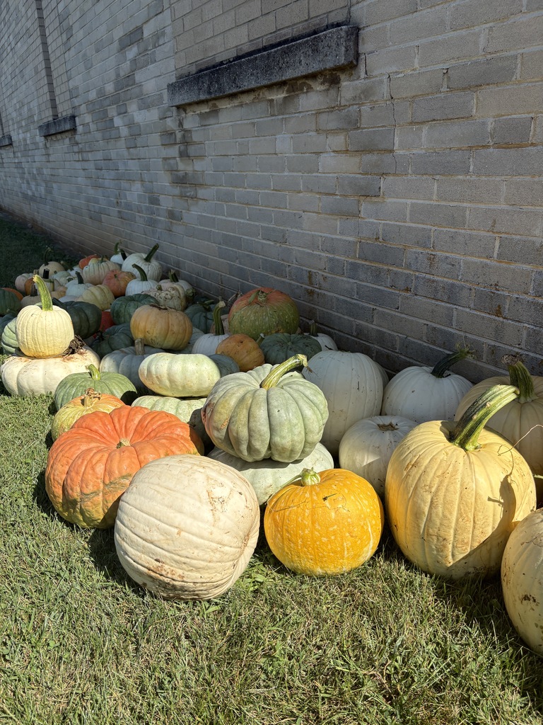 Multi-colored pumpkins on the ground
