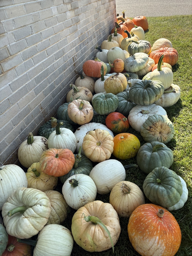 Multi-colored pumpkins on the ground