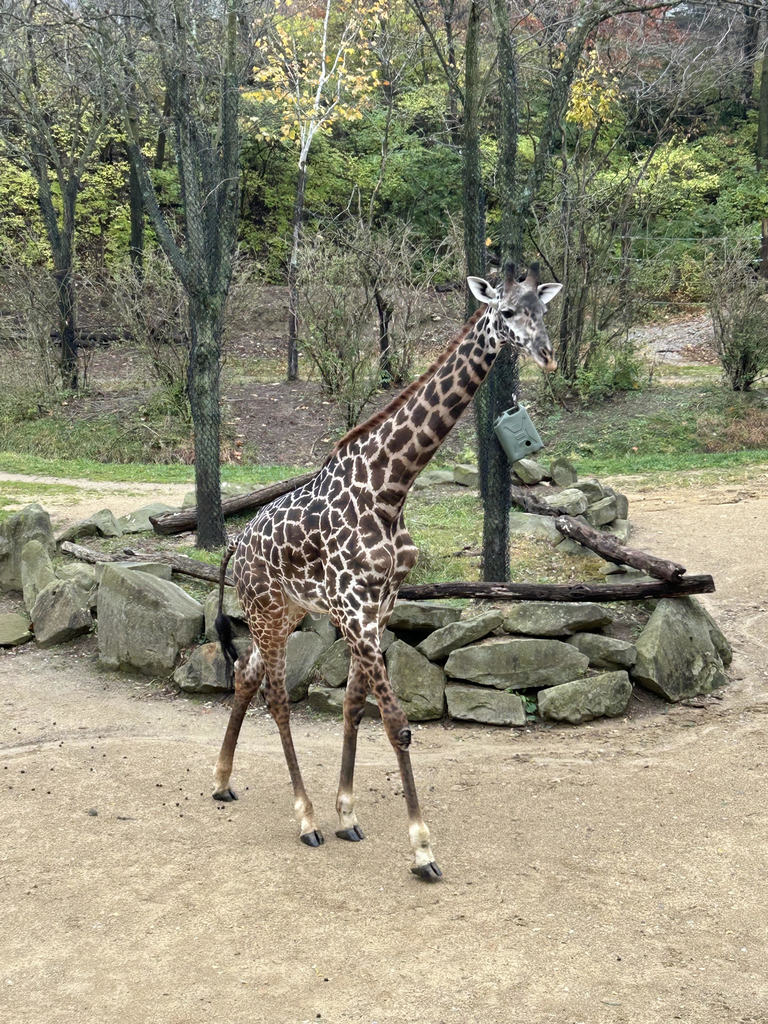giraffe
