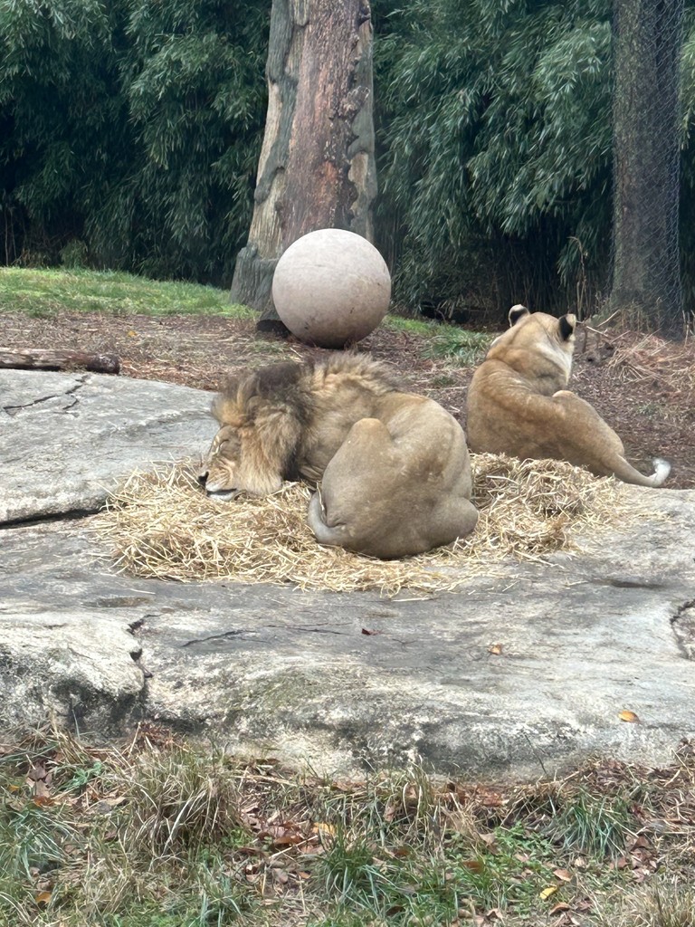 lions