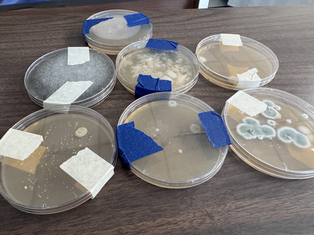 Petri dishes
