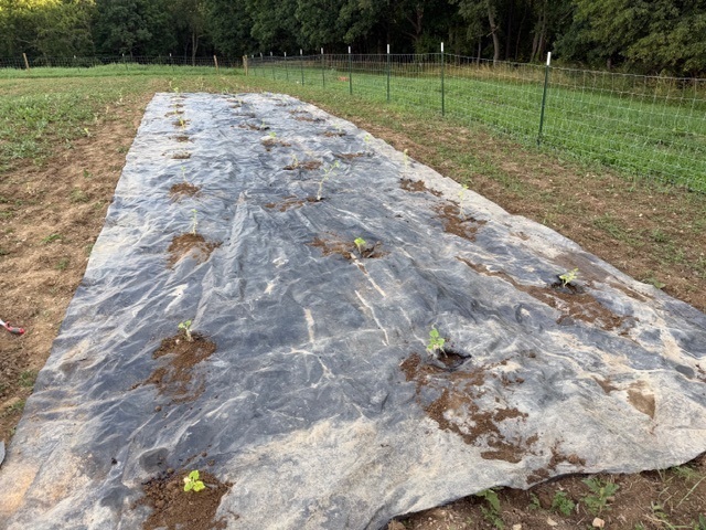 sunflower patch