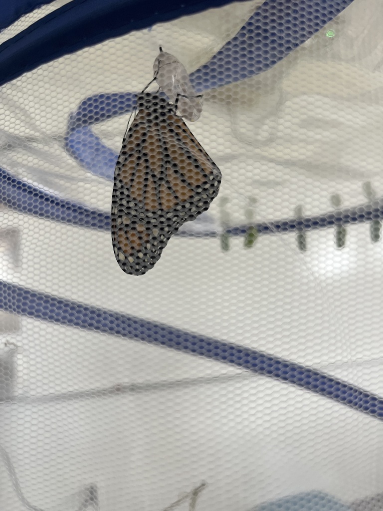 butterfly