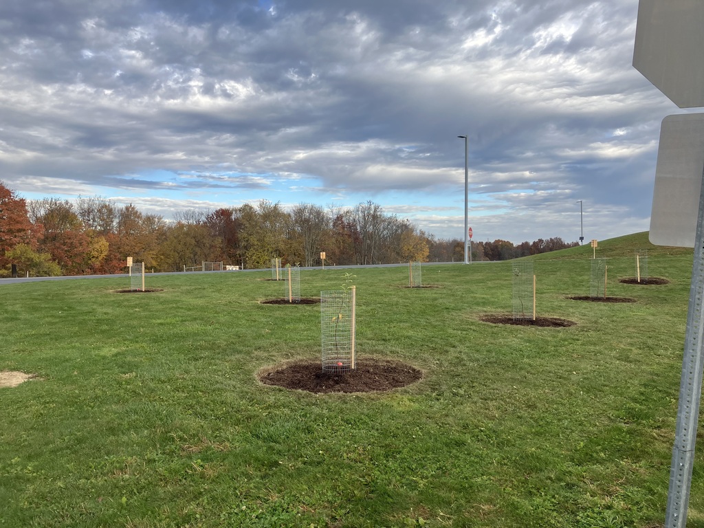 All of the apple trees just planted