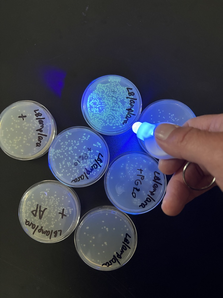 ap bio lab
