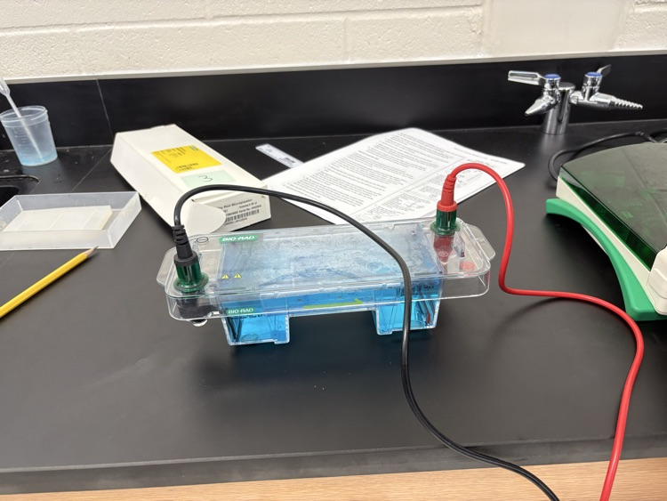 ap bio lab