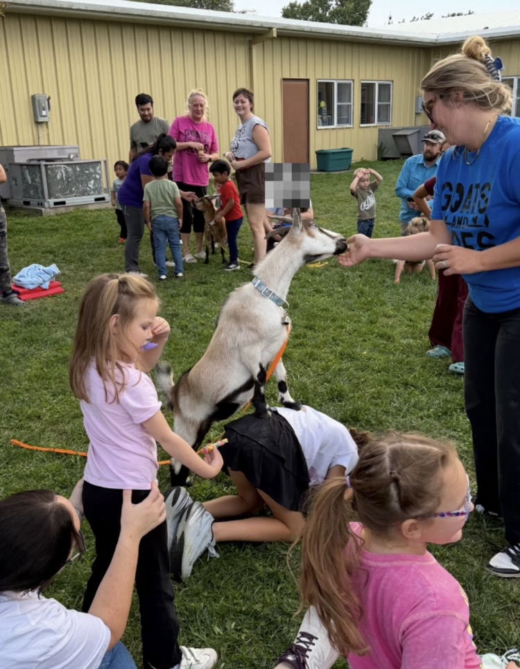 goat yoga 4