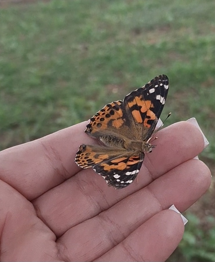 butterflies in AVID