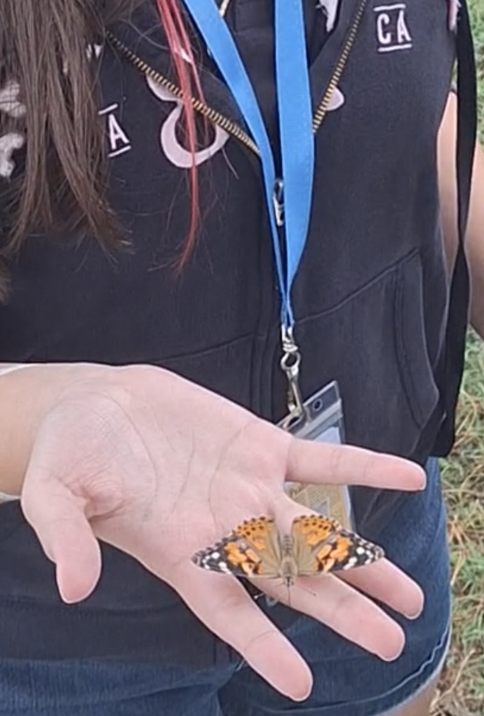 butterflies in AVID
