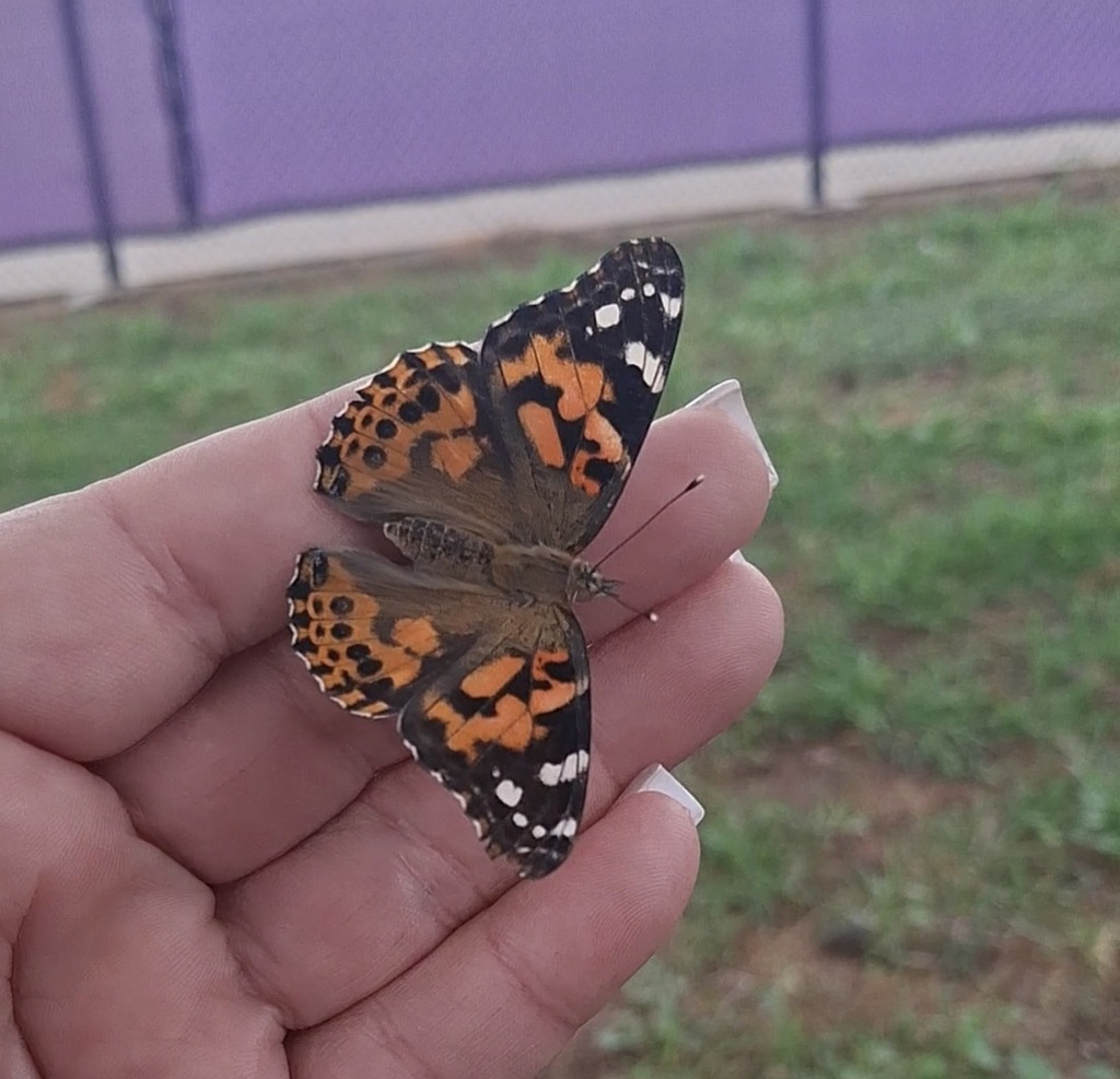 butterflies in AVID