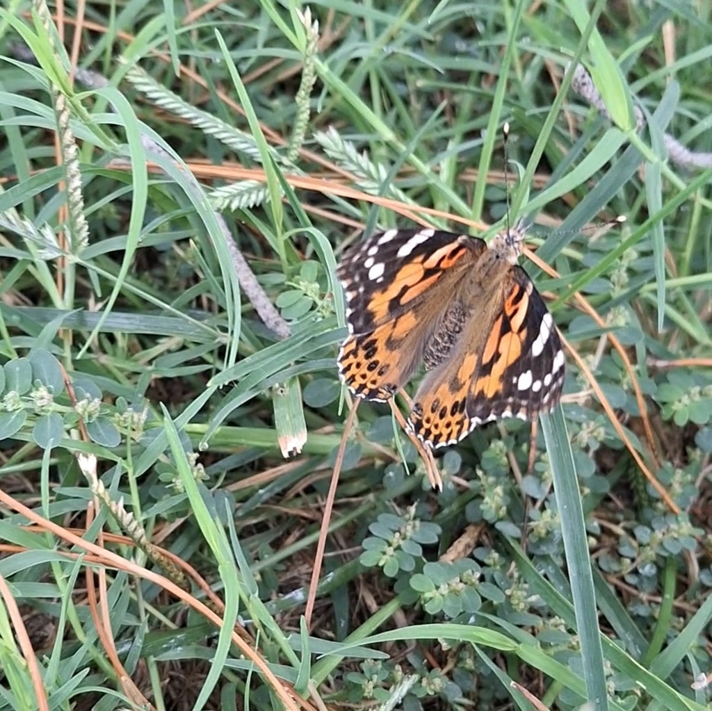 butterflies in AVID