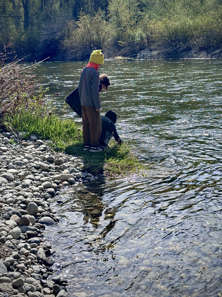 Students release salmon in the Icicle River.