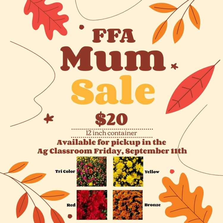 Mums, 12” container, $20