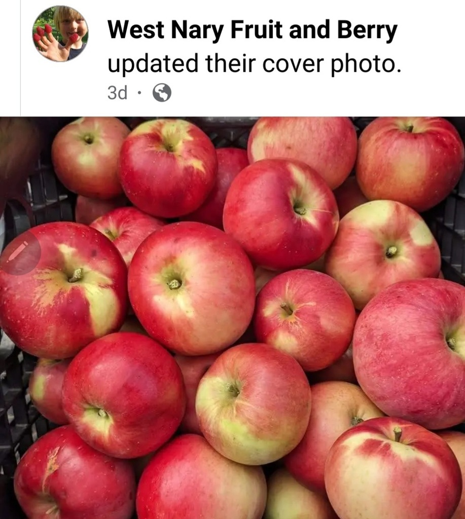 apples