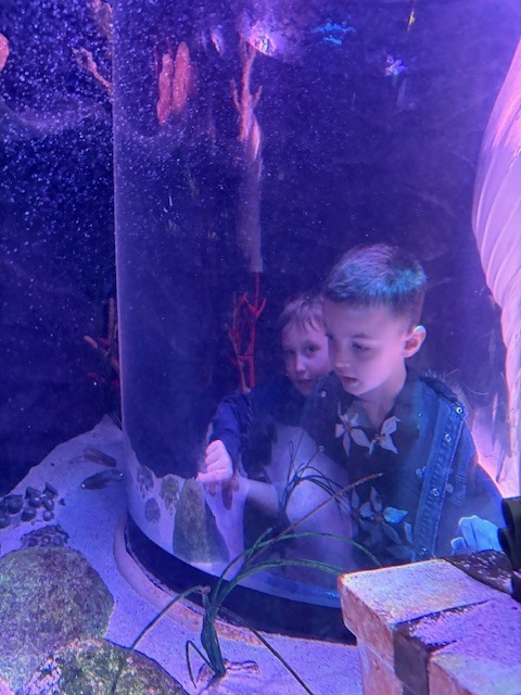 Sea Life Aquarium