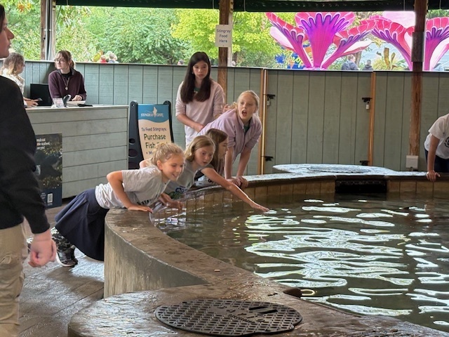 Stingrays at the zoo