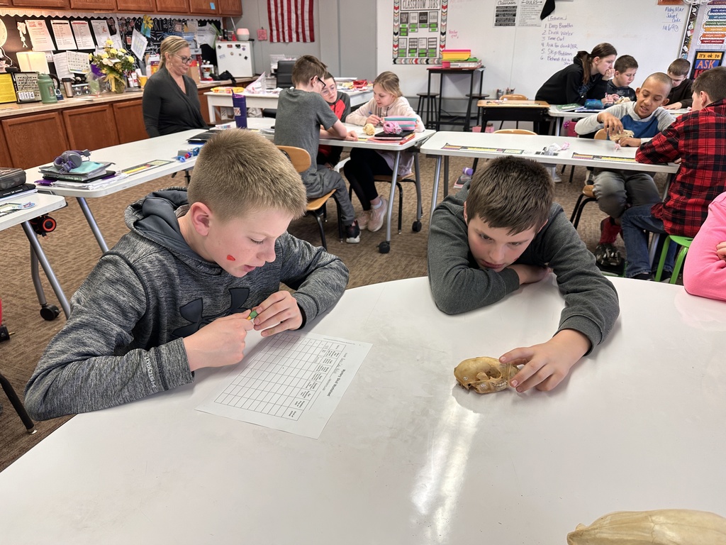 Examining a skull