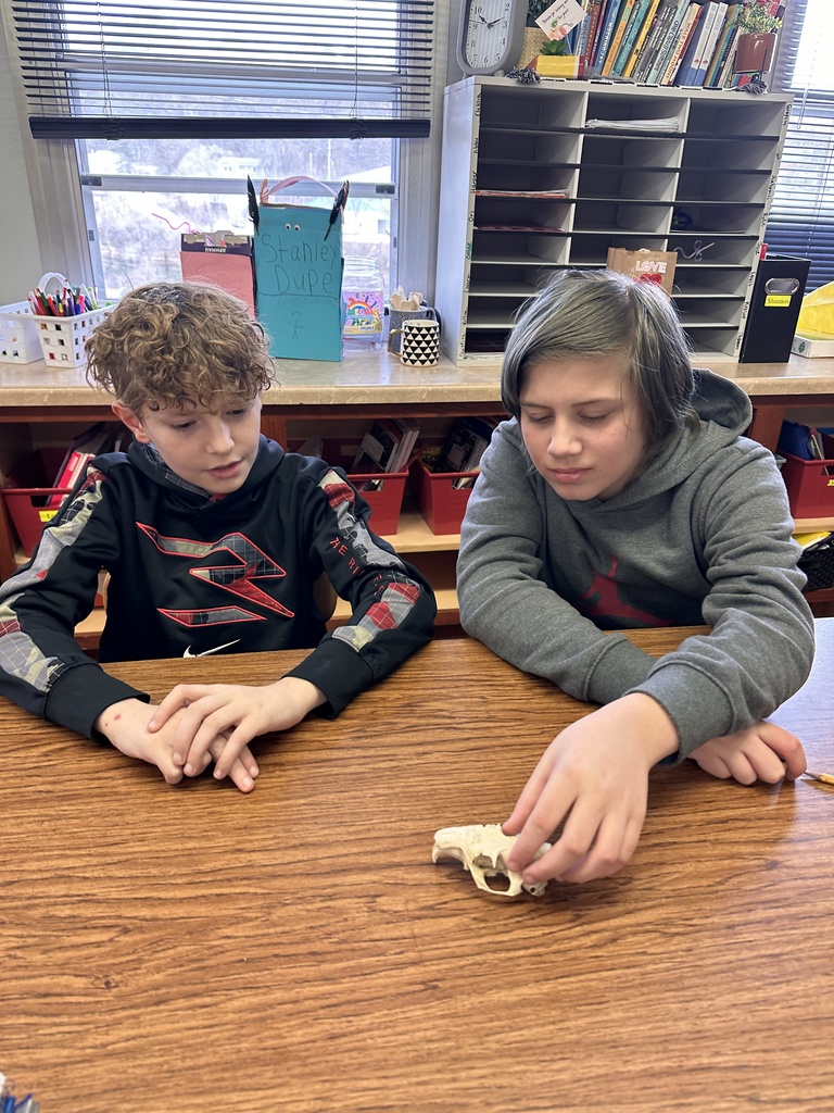 examining a skull