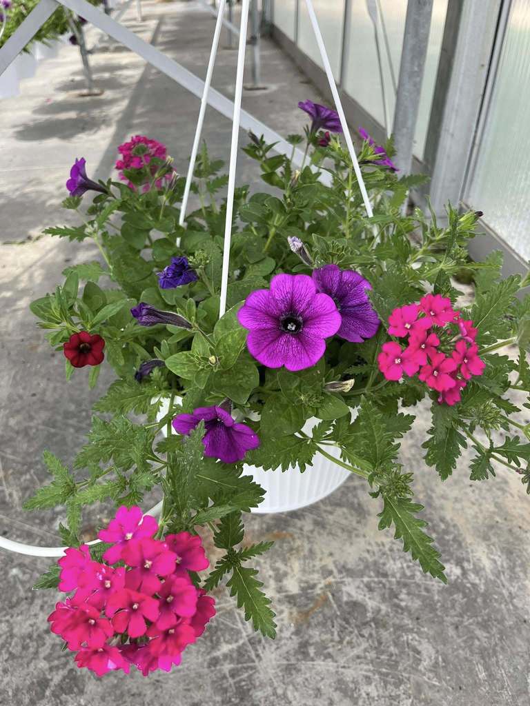Hanging baskets for downtown in the greenhouse
