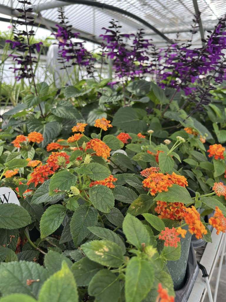 Hanging baskets for downtown in the greenhouse