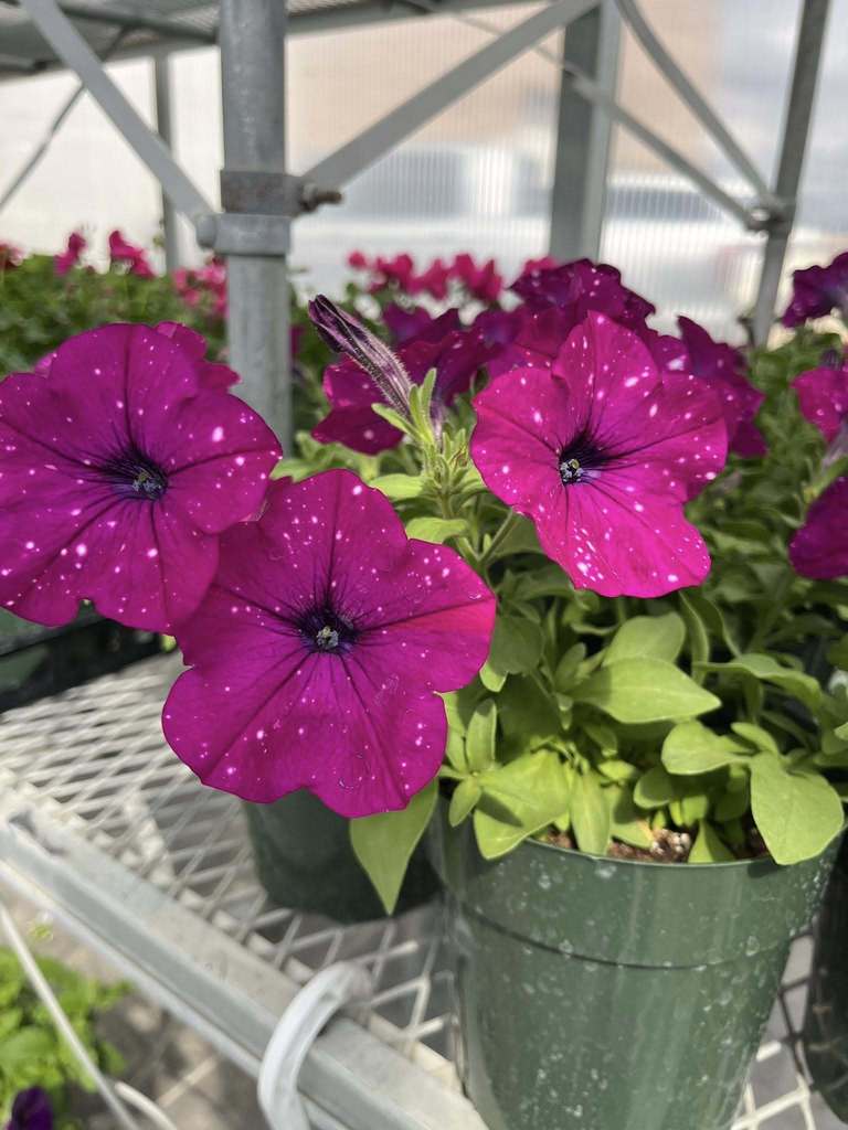 Petunias planted by horticulture students